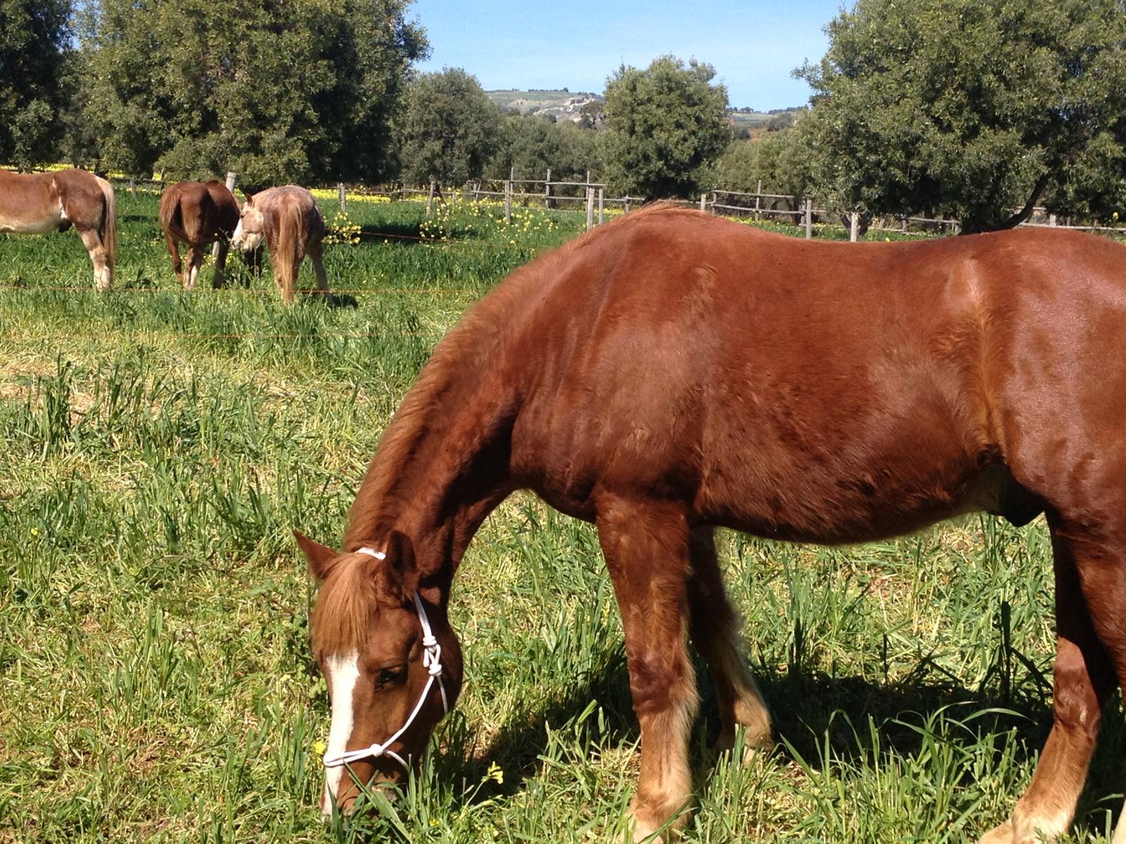 Vista della tenuta 9